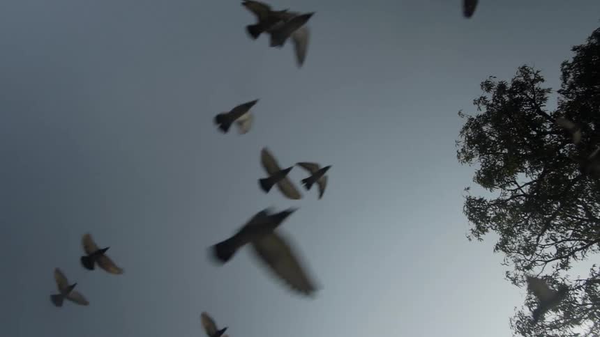 A flock of birds flying next to a tree with the sky and clouds above