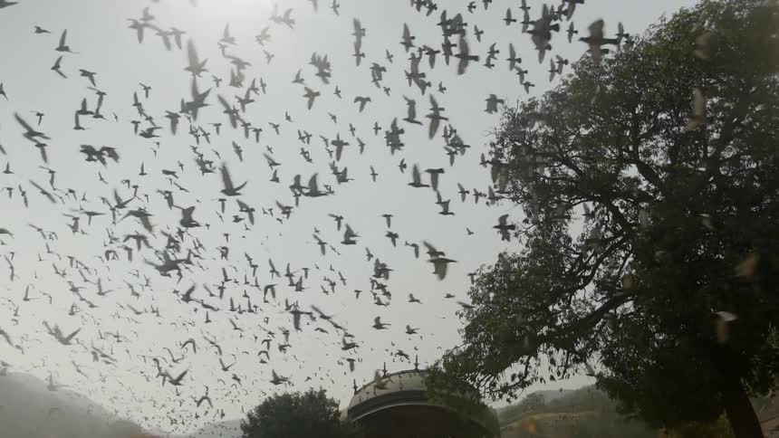 Many birds fly in the daytime sky over a tower with hills in the background