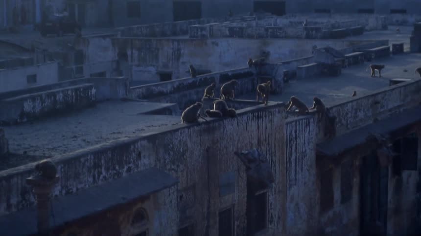 Small monkeys running on rooftops in a rustic town
