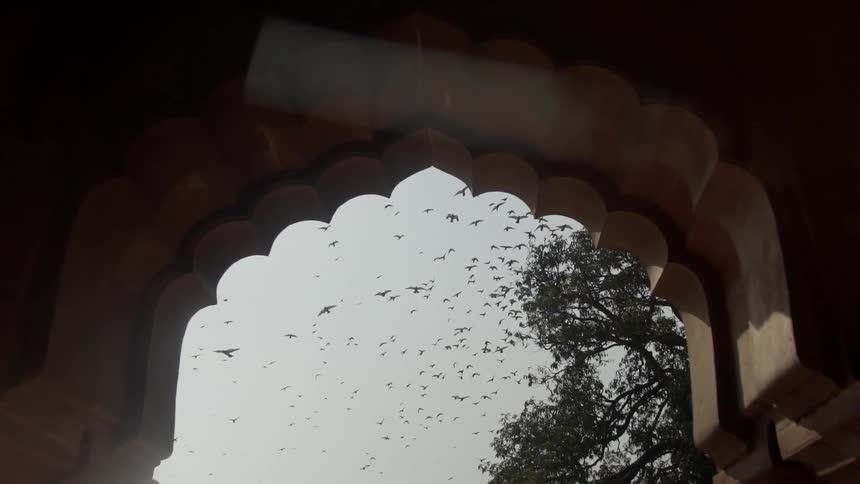 Birds are flying outdoors above a building