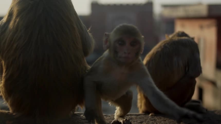 Monkeys are sitting on a ledge outdoors