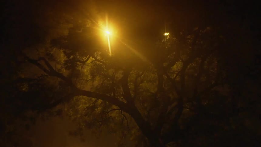 Street lights next to a dark silhouette of trees at night