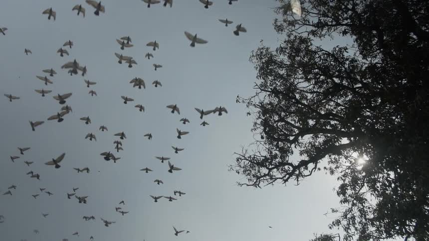 A flock of birds flying next to trees with the sky and clouds above