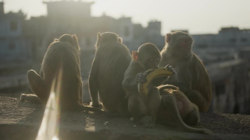 A group of monkeys sits on a ledge while one eats a banana