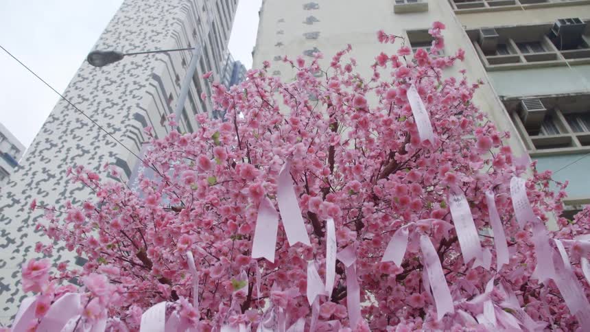 Cherry blossom tree in a neighborhood with large high rise buildings