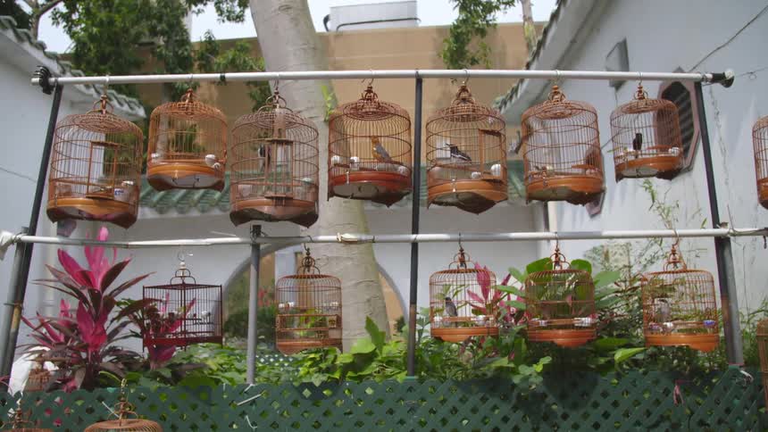 Small pet birds in cages in a backyard