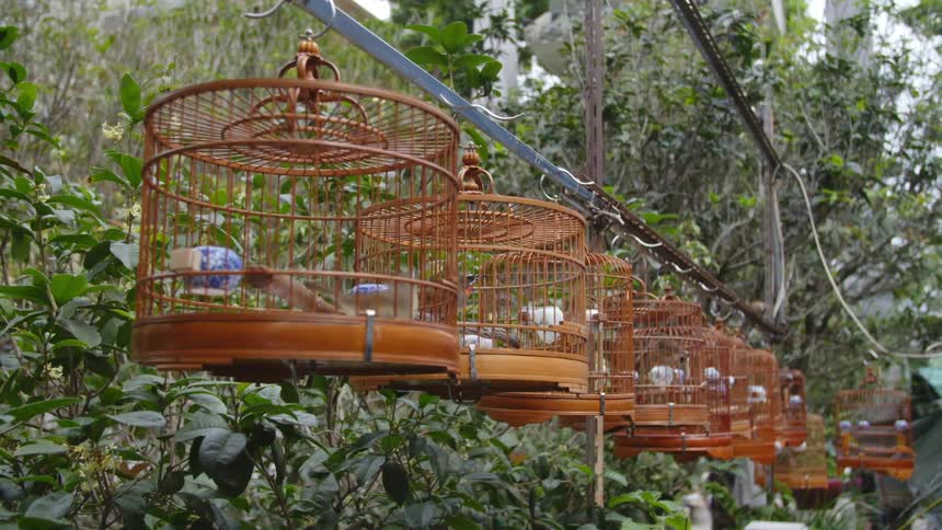 Birds in a cage with plants trees the sky and clouds in the background