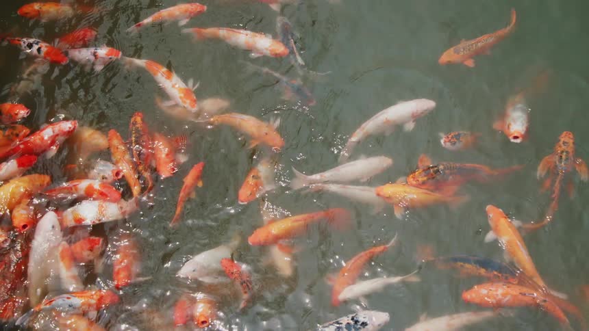 Swarm of Koi fish swimming in a pond