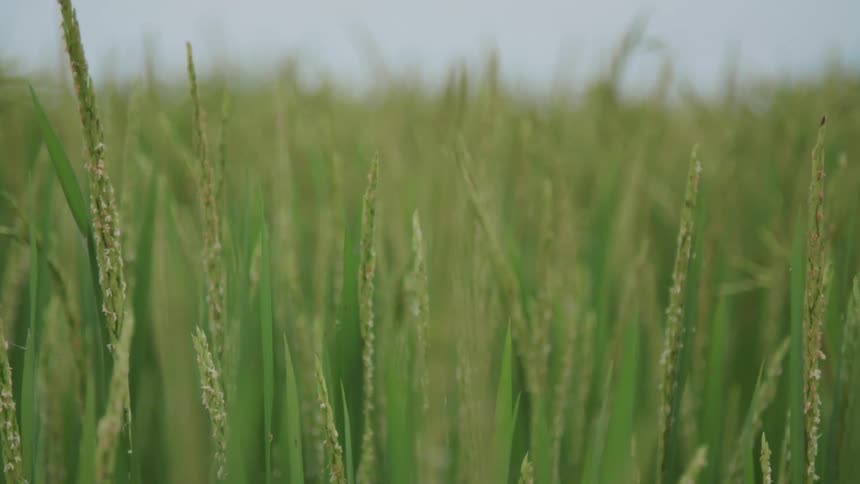 Wind is moving the grass in spring