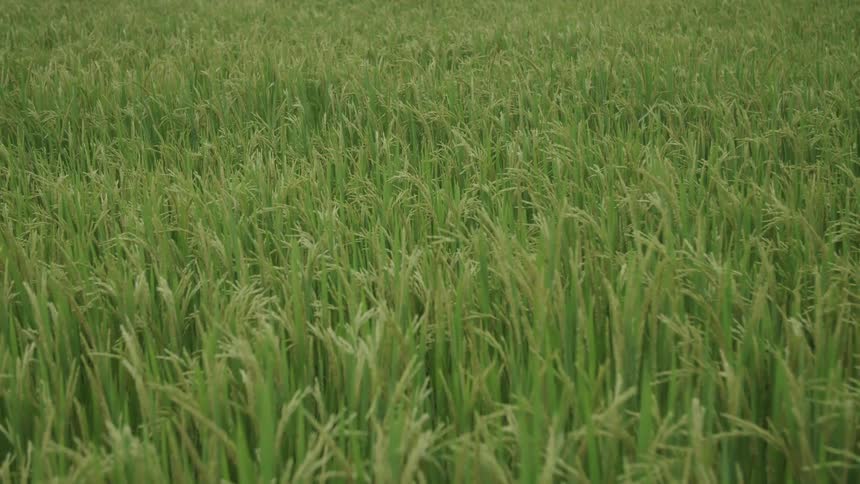 Grass is moving in the wind during the day