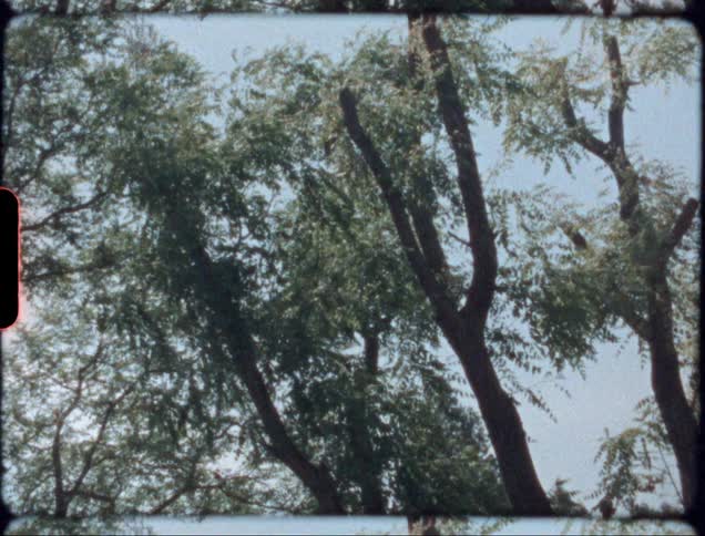 Tree branches sway in the wind against the blue sky