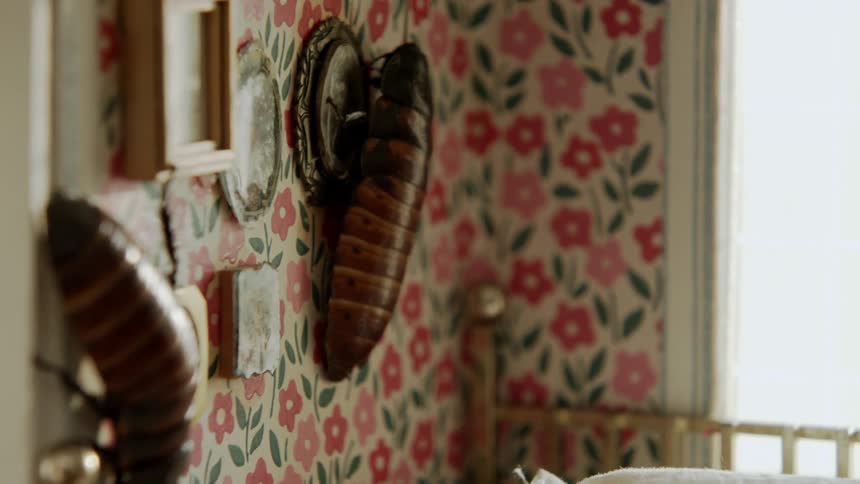 A pair of cockroaches climb on the inside wall of a doll house