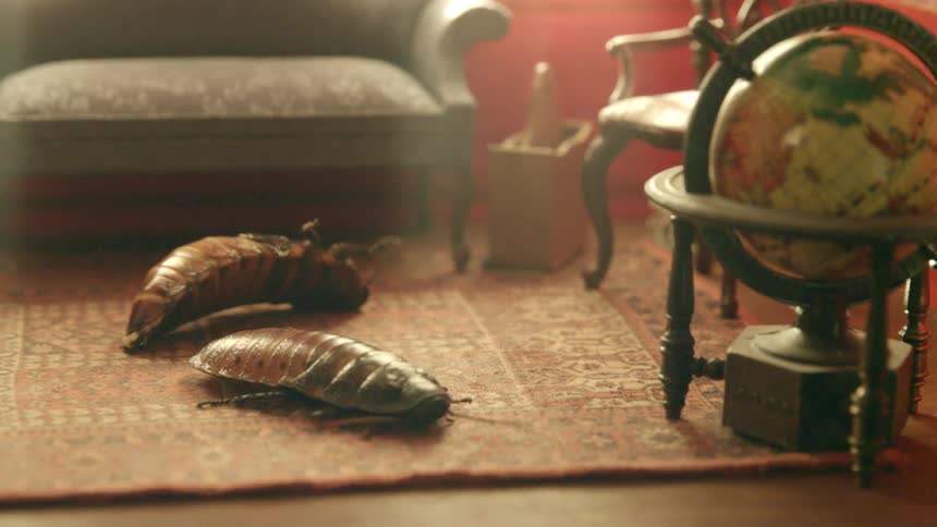 Two cockroaches roll on their backs in a room while they try to right themselves