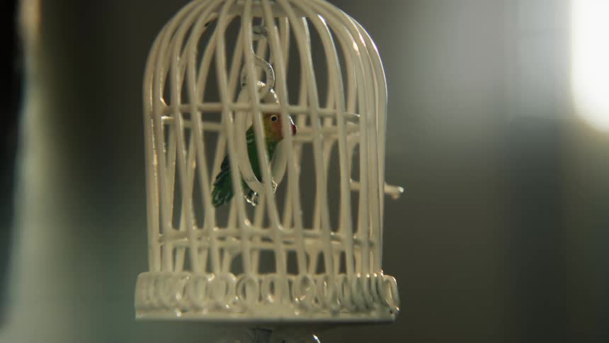 Parrot perched on a ring inside of a birdcage hanging inside of a room