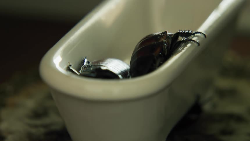 Roaches crawl over each other in small white basin