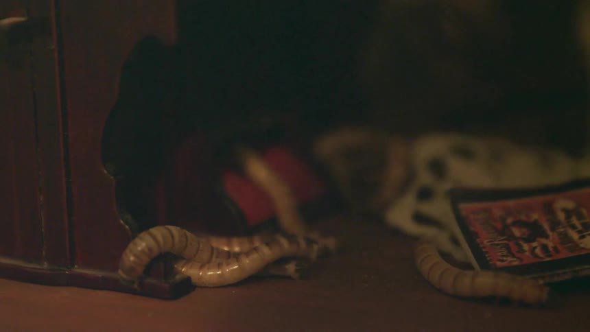 Worms crawling inside a home