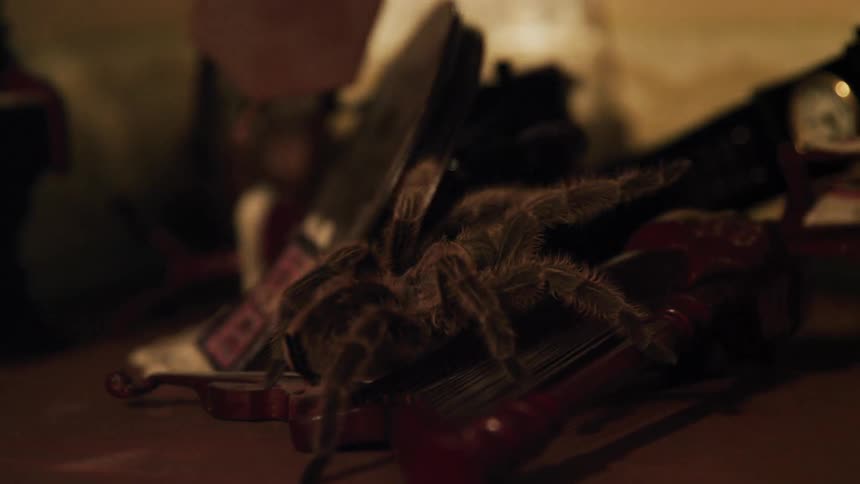 A hairy tarantula crawls across an instrument thats surrounded by random discard goods