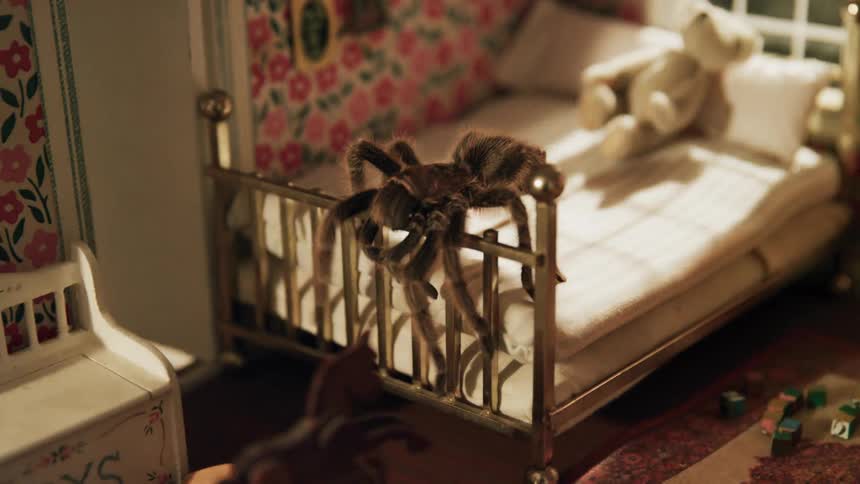 Tarantula walking across a miniature bed inside of a doll house