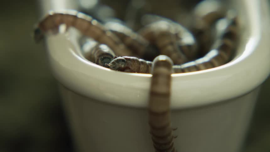 Tiny bath tub full of live insects with one hanging off the side of it trying to get out
