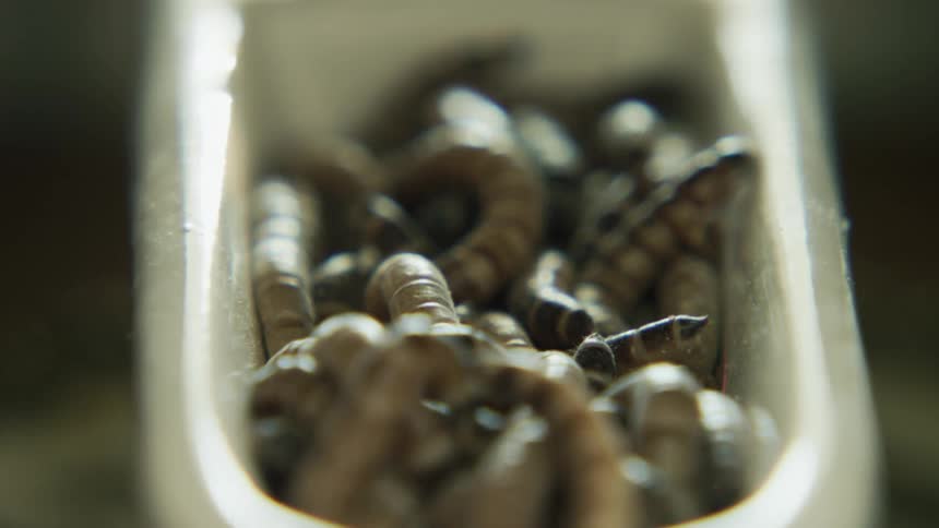 Worms piled on top of each other in a miniature bathtub