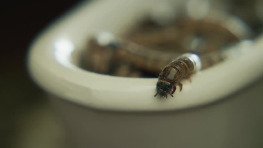 A lot of caterpillars in a white bowl crawling around