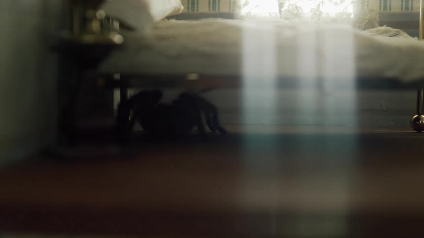 A tarantula underneath a toy bed in a room