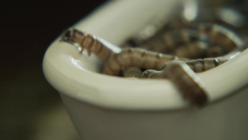 Meal worms crawling around in ceramic cup