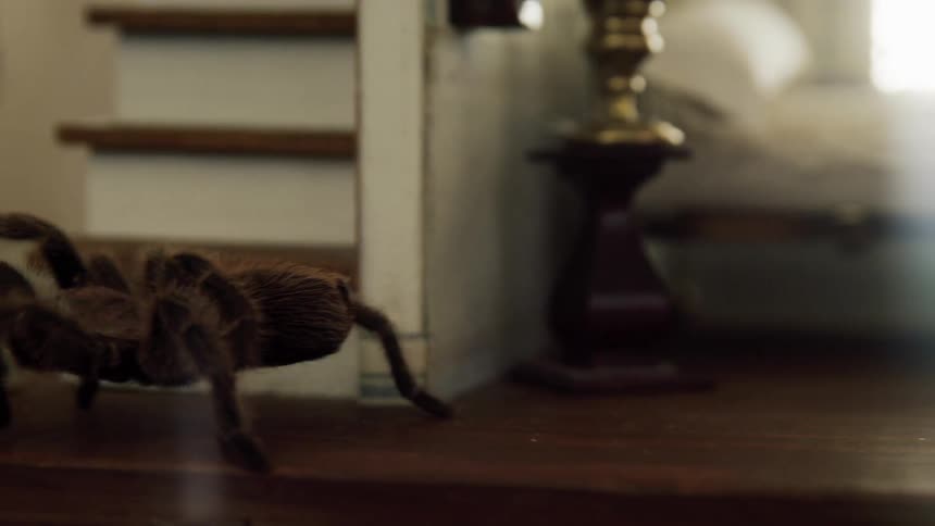 A spider walking on the floor next to dice and books
