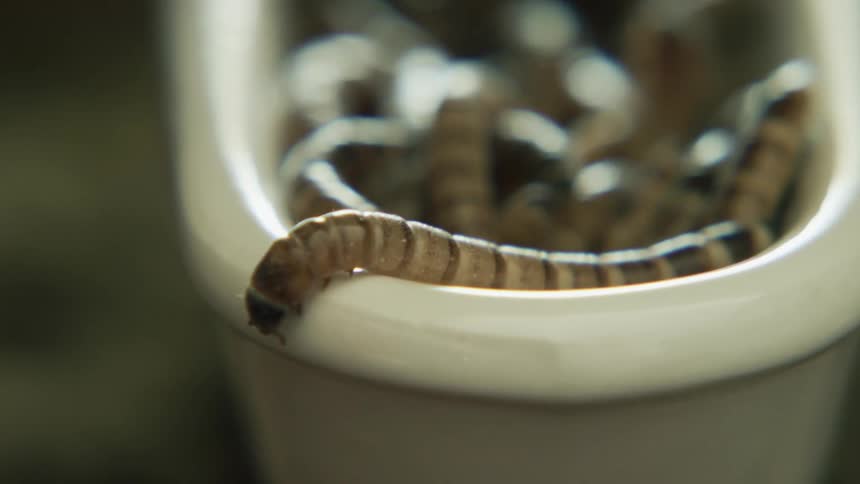 A buck of small worms