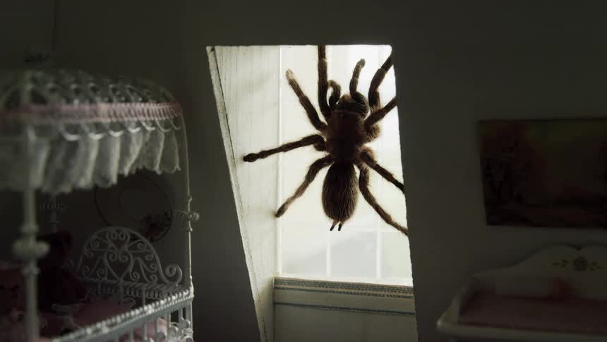 Giant tarantula crawls on bedroom window next to bed