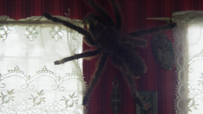 A large spider crawls across the wall of a doll house