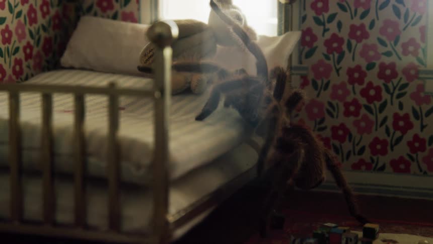A tarantula crawls onto the bed of a doll house
