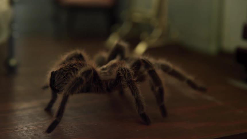 A tarantula walking on a table with toy furniture