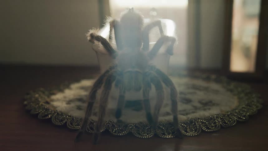 A tarantula crawls out of a miniature toy bathtub and walks towards the camera