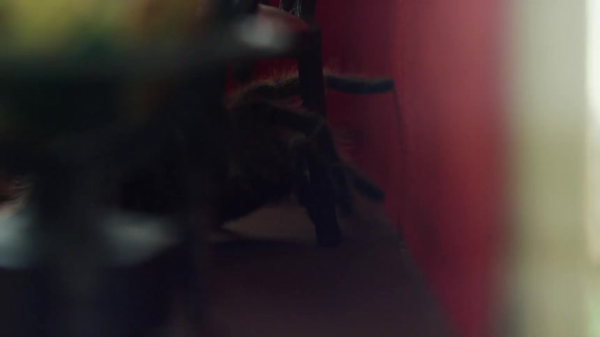 A large spider crawls past the miniature furniture in a doll house