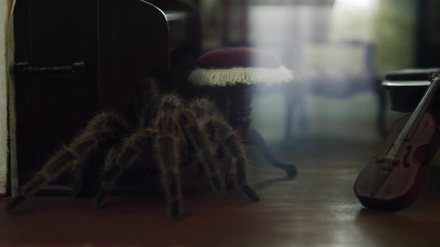 Surreal footage of a giant tarantula crawling through a house