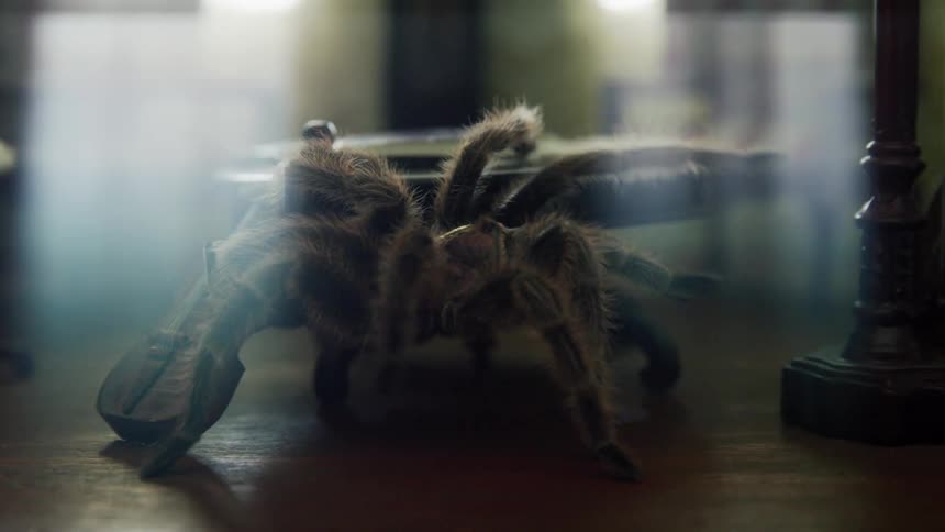 A tarantula crawling all over tiny furniture