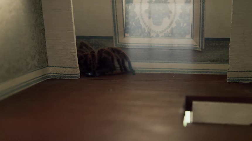 Tarantula inside of a miniature room eating a smaller insect larvae