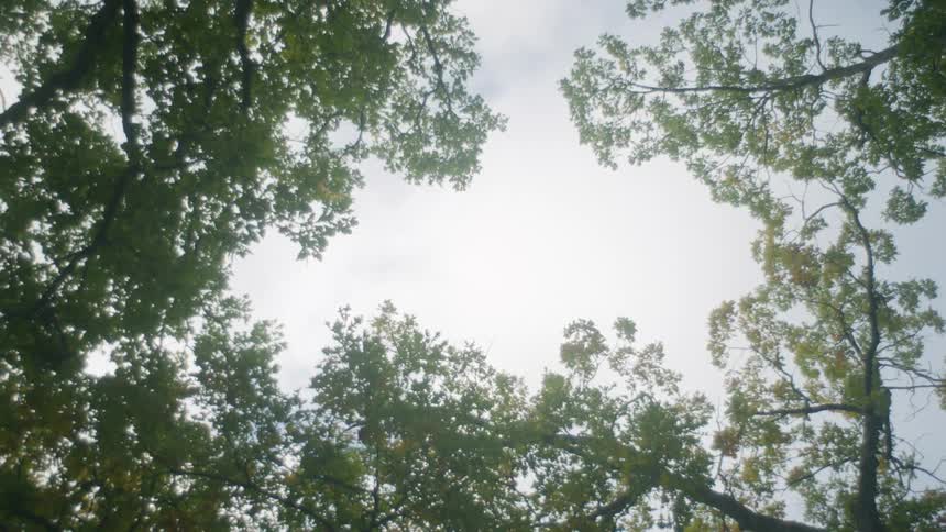 Trees in a forest are displayed in spring