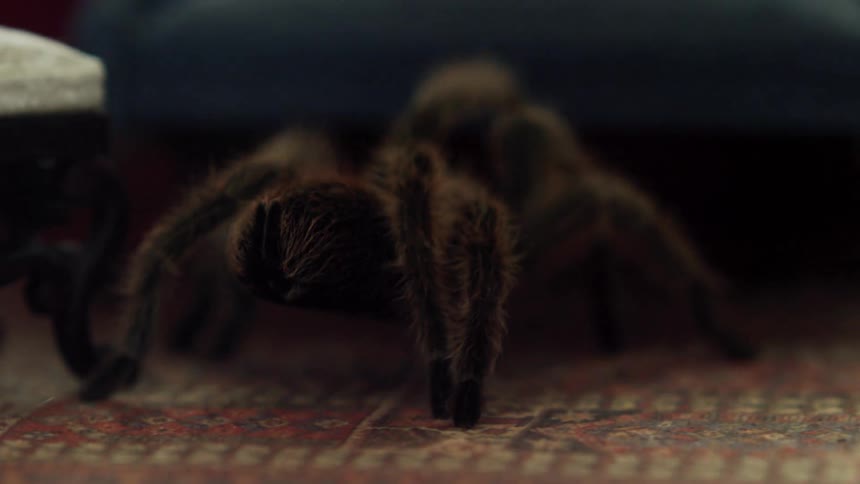 A spider is crawling on the floor of a house
