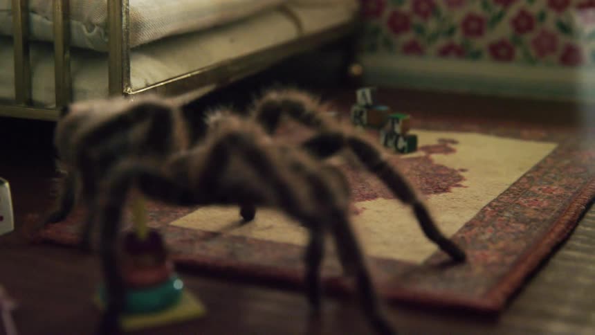 Spider walking over small toys in a small room towards a wall