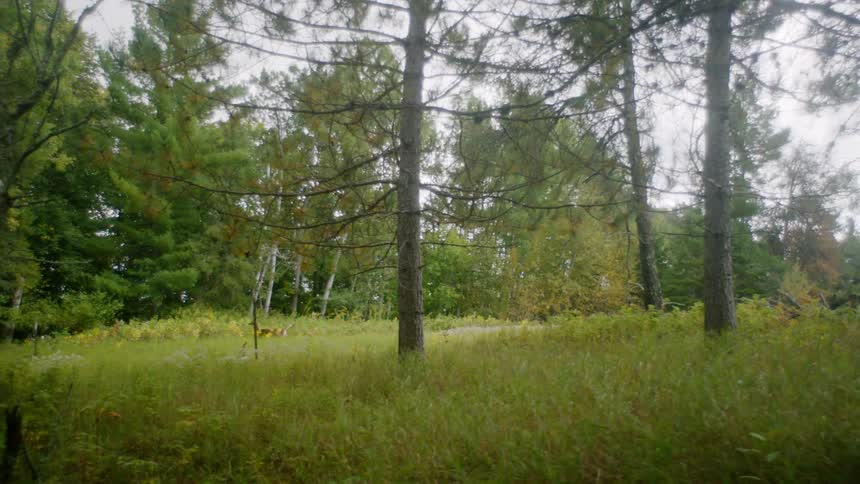 Deer running in a forest
