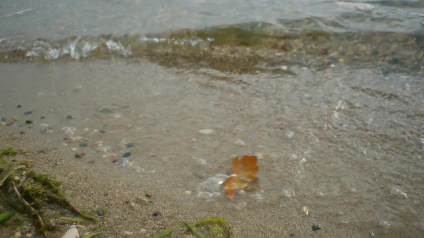 Waves flowing onto sandy beach strewn with pebbles push fallen dried leaf about