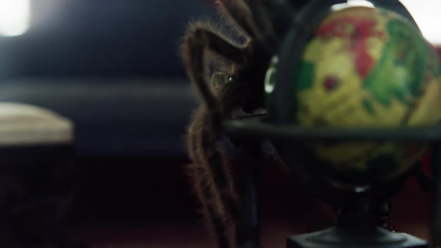 Tarantula walking across a miniature globe in a mini house