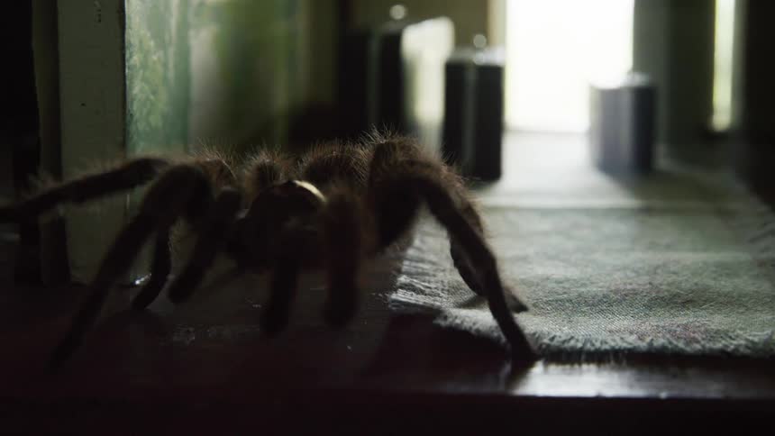 Large tarantula walking in an entryway in a small house