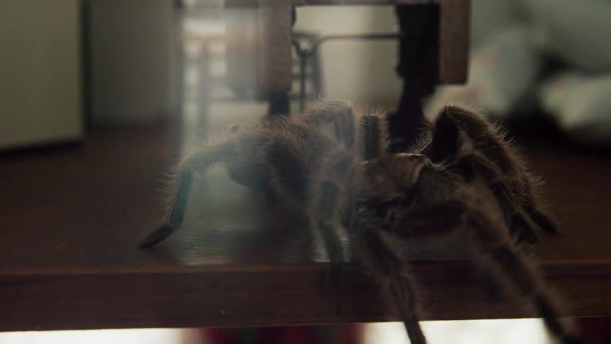Large tarantula slowly crawls through a miniature model on a tabletop and pauses at a black box