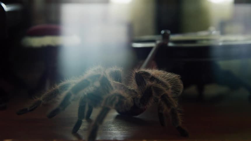 Large tarantula walking across a room in a small house