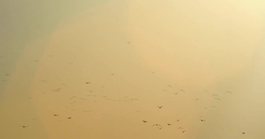 Flock of birds flying in the sky