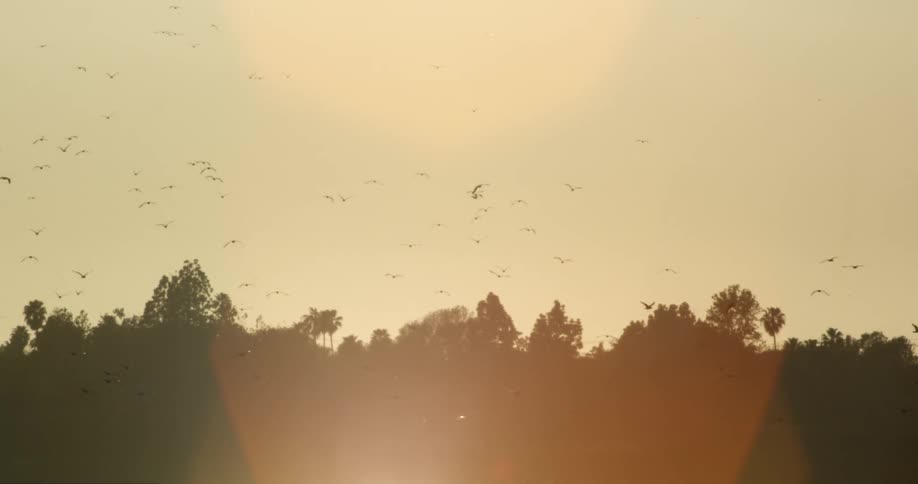 Birds are flying in the sky above trees
