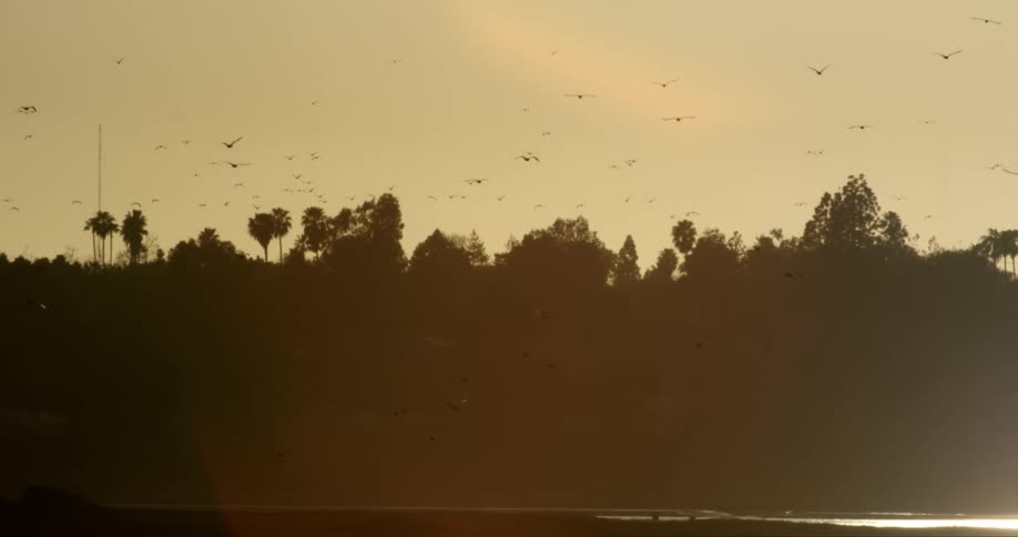 Birds fly over the trees which are silhouetted against the sky